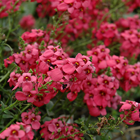Plant Photo 4