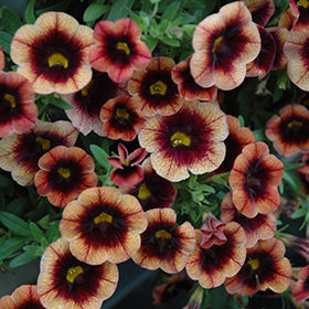 Plant Photo 6