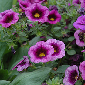Plant Photo 9