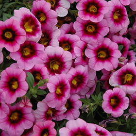 Plant Photo 1