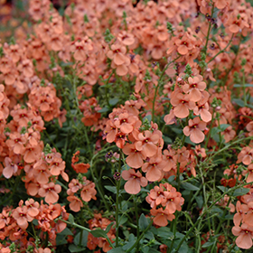 Plant Photo 3