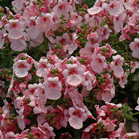 Plant Photo 7