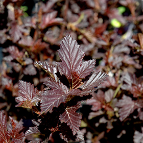 Plant Photo 4