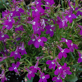 Plant Photo 10