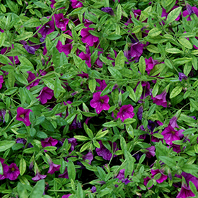 Plant Photo 2