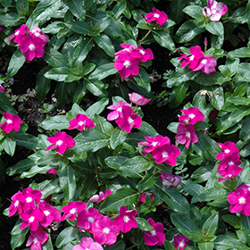 Plant Photo 9