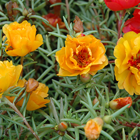 Plant Photo 9