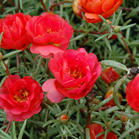 Plant Photo 8