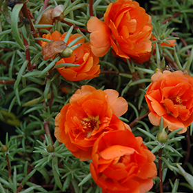 Plant Photo 6