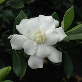 Plant Photo 3