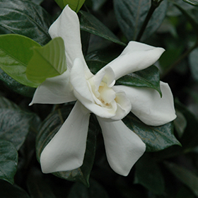 Plant Photo 1