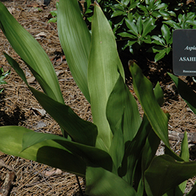 Plant Photo 9