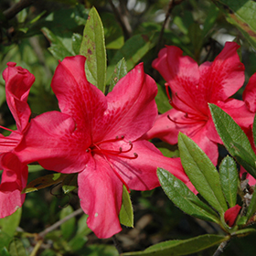 Plant Photo 8