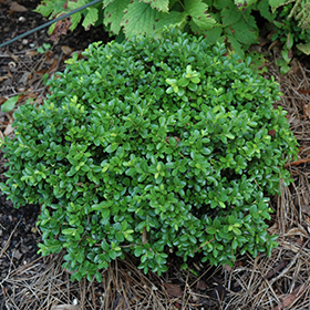 Plant Photo 9