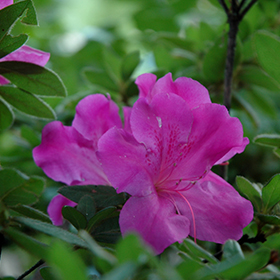 Plant Photo 5