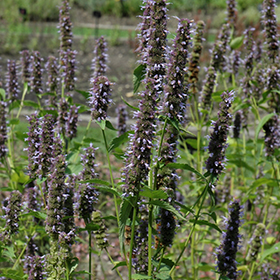 Plant Photo 3