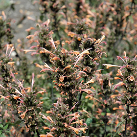 Plant Photo 6
