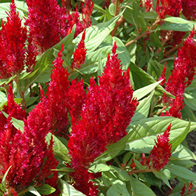 Plant Photo 1