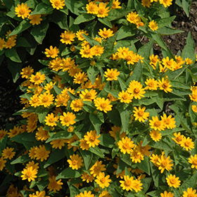 Plant Photo 9