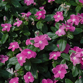 Plant Photo 8