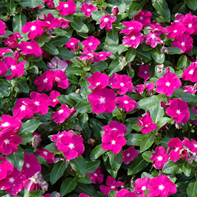 Plant Photo 4