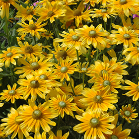 Plant Photo 2