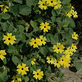 Plant Photo 8