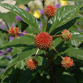 Plant Photo 3