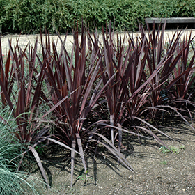 Plant Photo 4