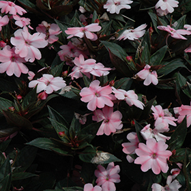 Plant Photo 9
