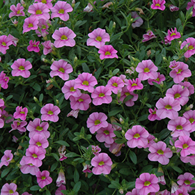 Plant Photo 8