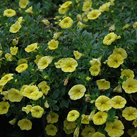 Plant Photo 4