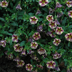 Plant Photo 10