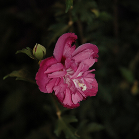 Plant Photo 3