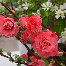Plant Photo 8