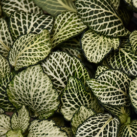 Plant Photo 8