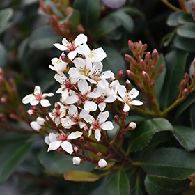 Plant Photo 9