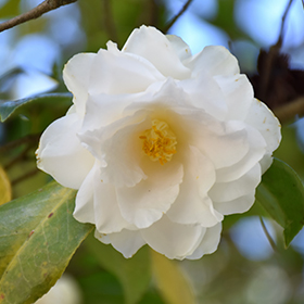 Plant Photo 1