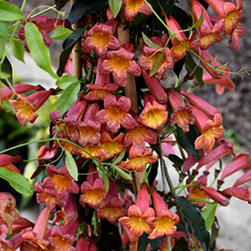 Plant Photo 4