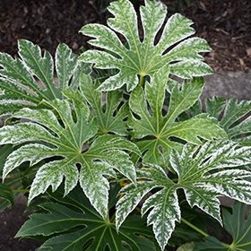 Plant Photo 7