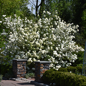Plant Photo 9