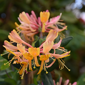 Plant Photo 5