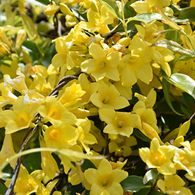 Plant Photo 7