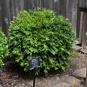 Plant Photo 7