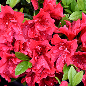 Plant Photo 10