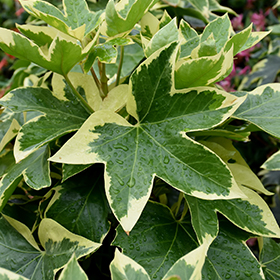 Plant Photo 5