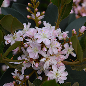 Plant Photo 10