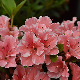 Plant Photo 9