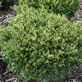 Plant Photo 8