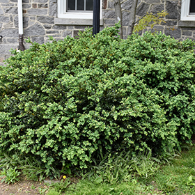 Plant Photo 9